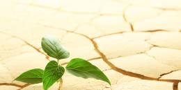 Plante dans le désert