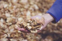 Les enjeux de la biomasse